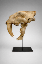 Load image into Gallery viewer, Life-Size Smilodon - Saber Tooth Tiger Skull | Custom Made Steel Base | 3D Printed on LI
