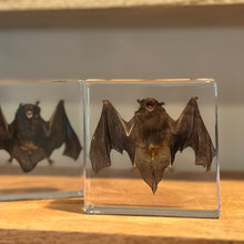 Load image into Gallery viewer, Taxidermy Bat in Lucite Block | Single
