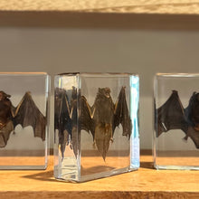 Load image into Gallery viewer, Taxidermy Bat in Lucite Block | Single
