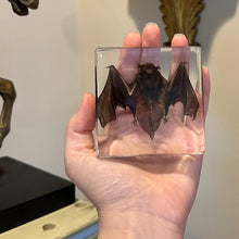 Load image into Gallery viewer, Taxidermy Bat in Lucite Block | Single
