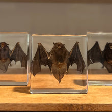 Load image into Gallery viewer, Taxidermy Bat in Lucite Block | Single
