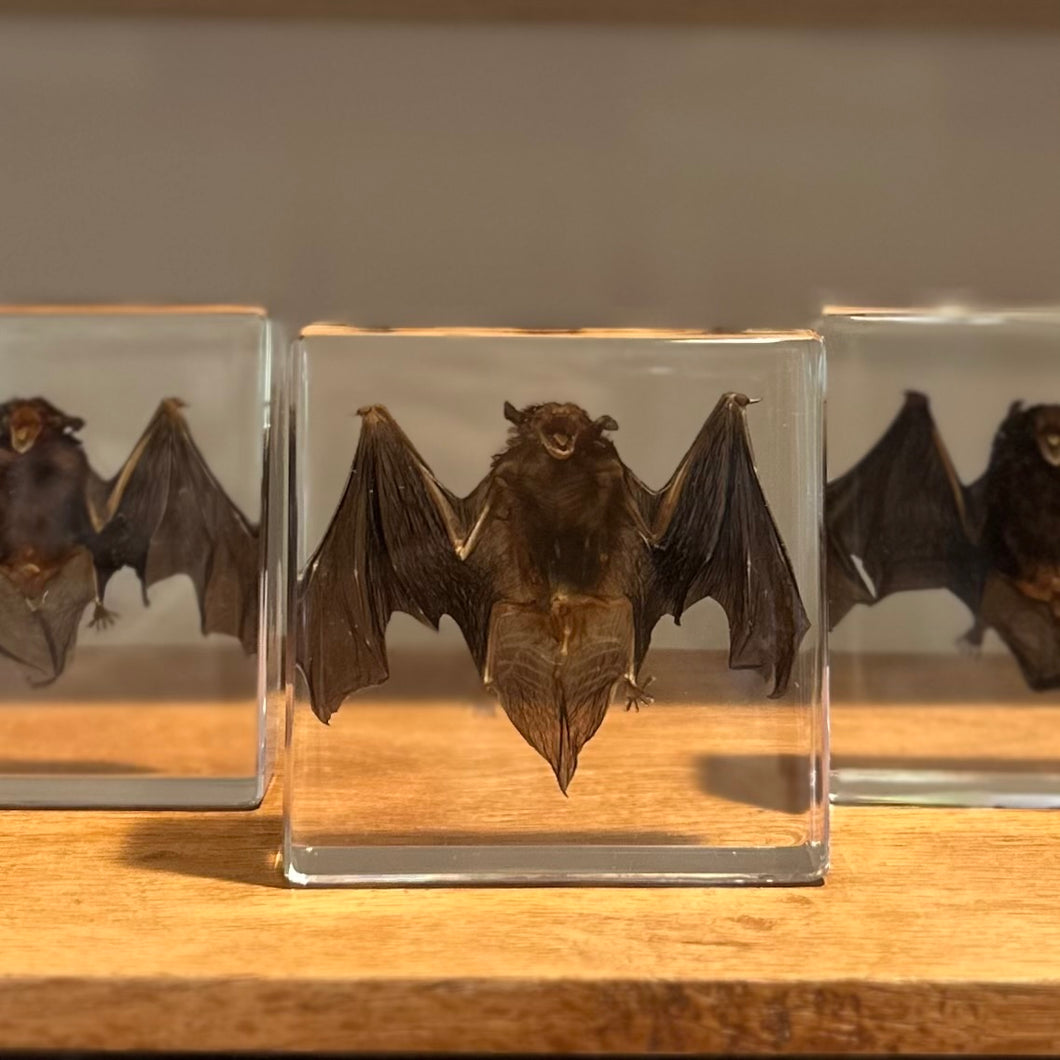 Taxidermy Bat in Lucite Block | Single