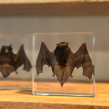 Load image into Gallery viewer, Taxidermy Bat in Lucite Block | Single
