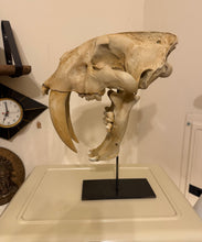 Load image into Gallery viewer, Life-Size Smilodon - Saber Tooth Tiger Skull | Custom Made Steel Base | 3D Printed on LI
