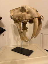 Load image into Gallery viewer, Life-Size Smilodon - Saber Tooth Tiger Skull | Custom Made Steel Base | 3D Printed on LI
