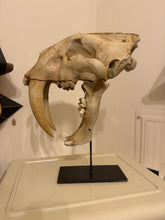 Load image into Gallery viewer, Life-Size Smilodon - Saber Tooth Tiger Skull | Custom Made Steel Base | 3D Printed on LI
