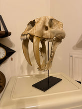 Load image into Gallery viewer, Life-Size Smilodon - Saber Tooth Tiger Skull | Custom Made Steel Base | 3D Printed on LI
